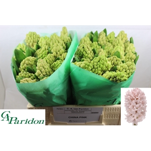 HYAC CHINA PINK