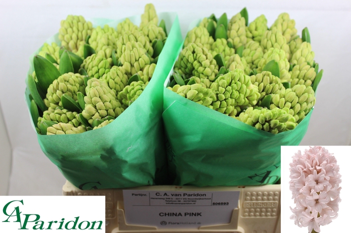 <h4>HYAC CHINA PINK</h4>