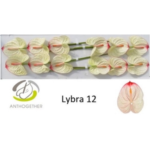 Anth A Lybra 13 cm X12 Bouman