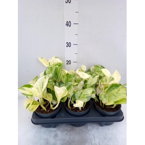 Epipremnum pinn. 'Happy Leaf'