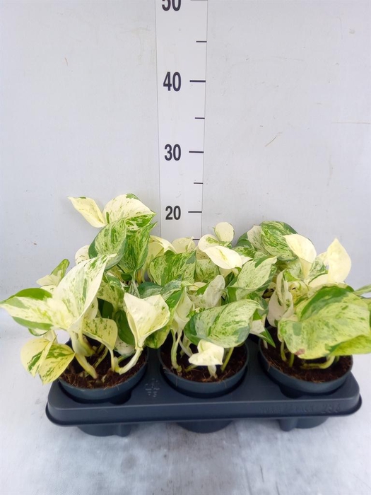 <h4>Epipremnum pinn. 'Happy Leaf'</h4>