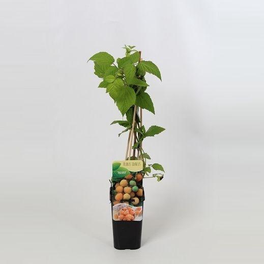 <h4>Rubus idaeus Fallgold</h4>