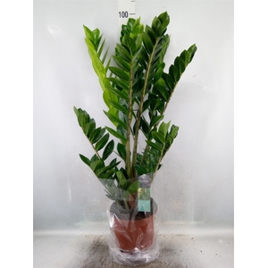 Zamioculcas zamiifolia