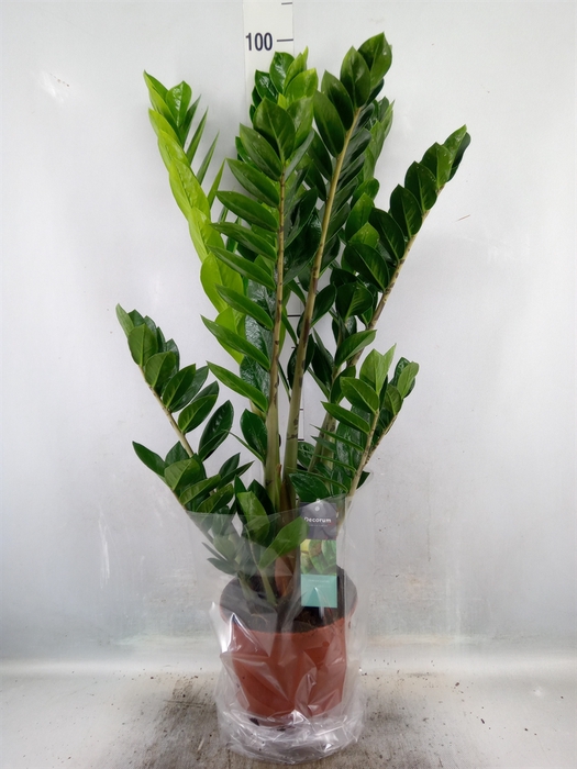 <h4>Zamioculcas zamiifolia</h4>