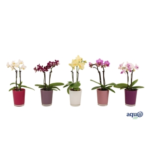 Glaspot Fay Tiny Dolls Mix 2T10+