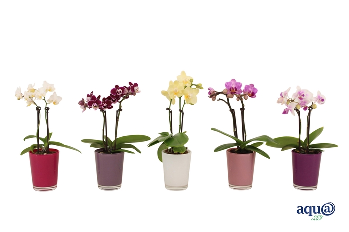 <h4>Glaspot Fay Tiny Dolls Mix 2T10+</h4>