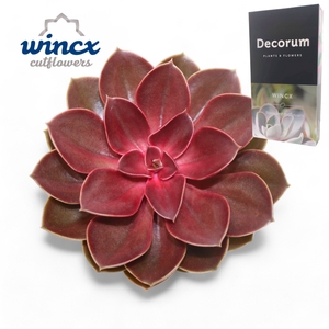 Echeveria Red Ruby Cutflower Wincx-14cm