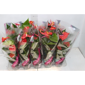 ANTHURIUM ESUDO P12