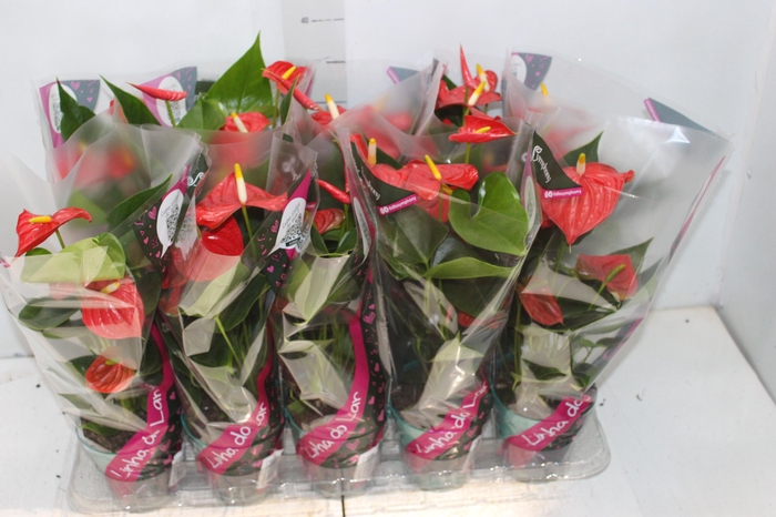 <h4>ANTHURIUM ESUDO P12</h4>