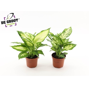 Dieffenbachia mix