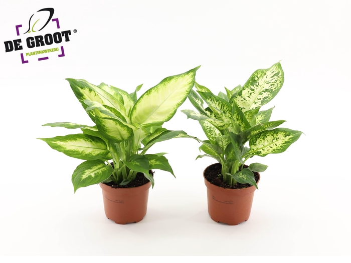 <h4>Dieffenbachia mix</h4>