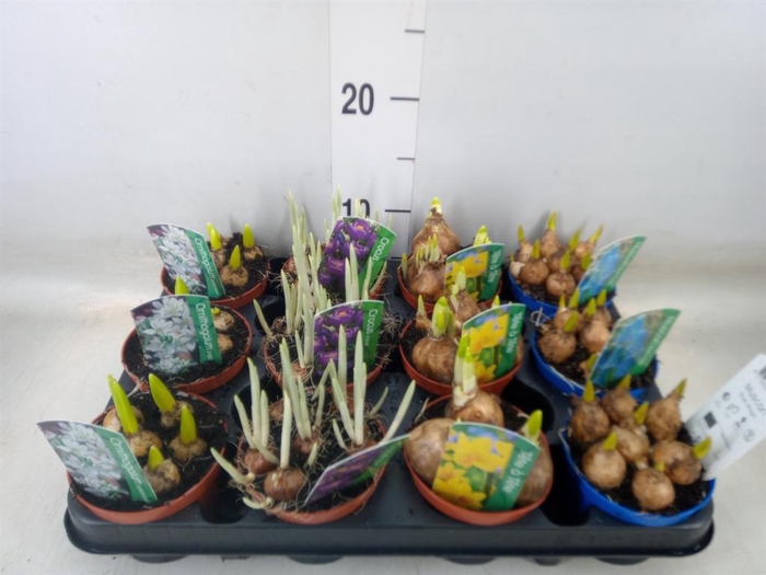 <h4>Bolbloemen   ...mix</h4>