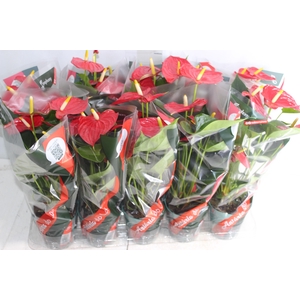 ANTHURIUM ESUDO P12