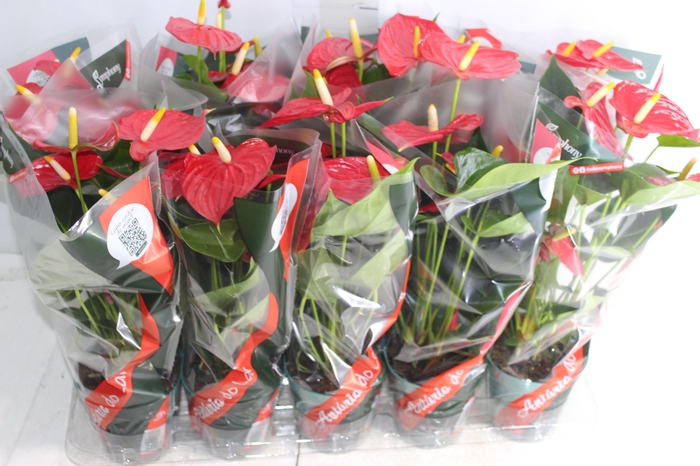<h4>ANTHURIUM ESUDO P12</h4>