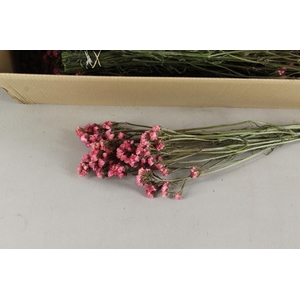 DF Statice Peach/Pink Bs 45g