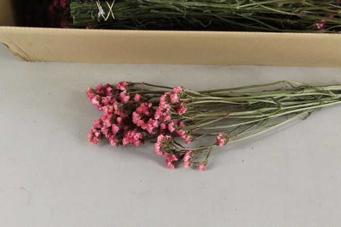 <h4>DF Statice Peach/Pink Bs 45g</h4>