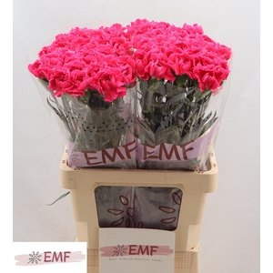 Di St Cherry Damasc+