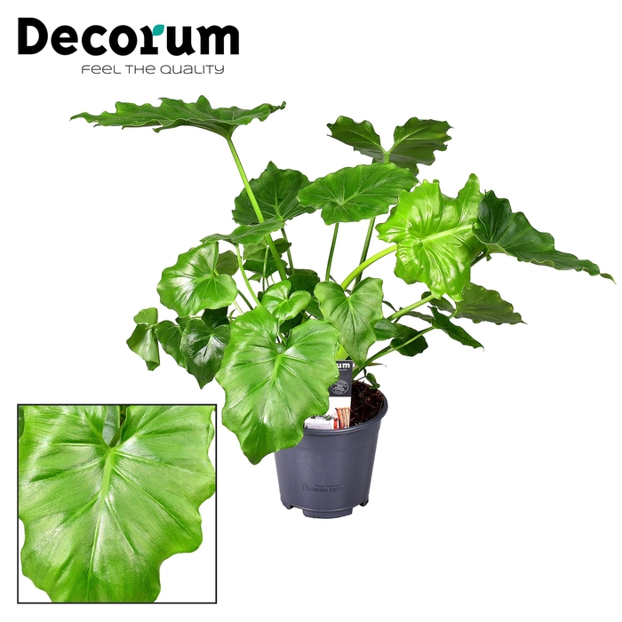 Philodendron Shangri La (Decorum)