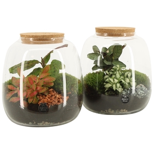 90424: Terrarium arrangement