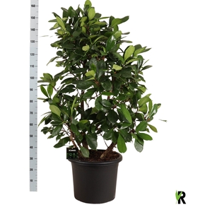 FICUS CYATHISTIPULA