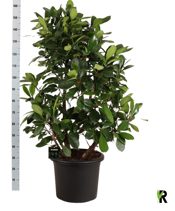 <h4>FICUS CYATHISTIPULA</h4>