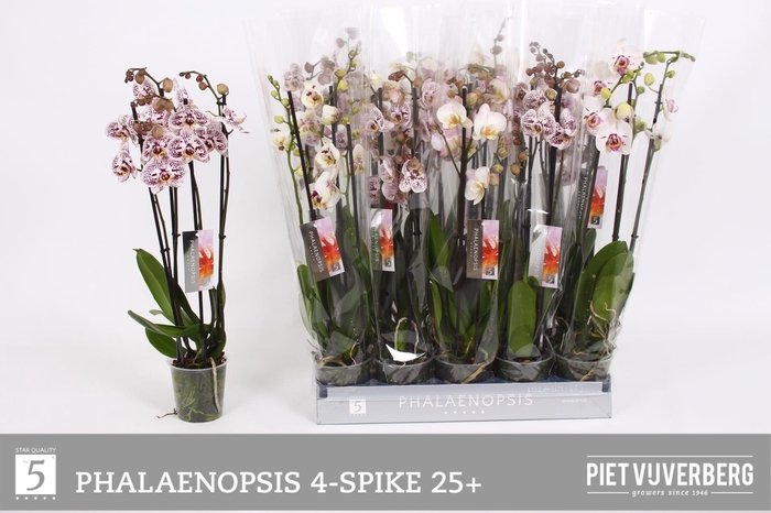 <h4>PHAL OV WIT</h4>