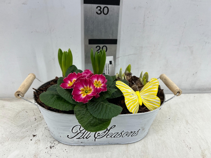 <h4>ARR PL IN SCHAAL</h4>