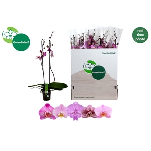 PHAL OV ROZE