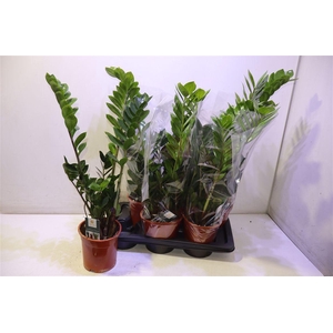 arr8 Zamio Zamiifolia