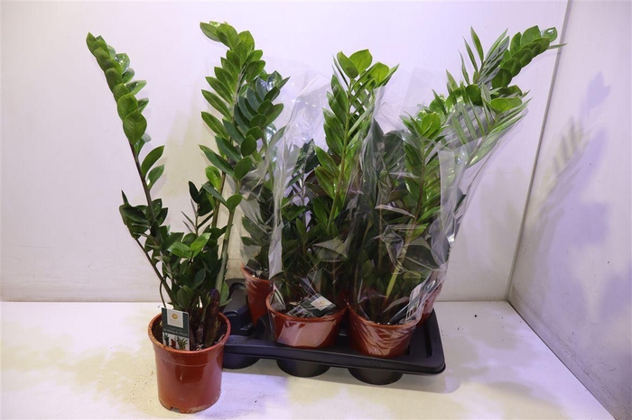 <h4>arr8 Zamio Zamiifolia</h4>