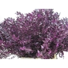 Ruscus A Gebleekt Aubergine