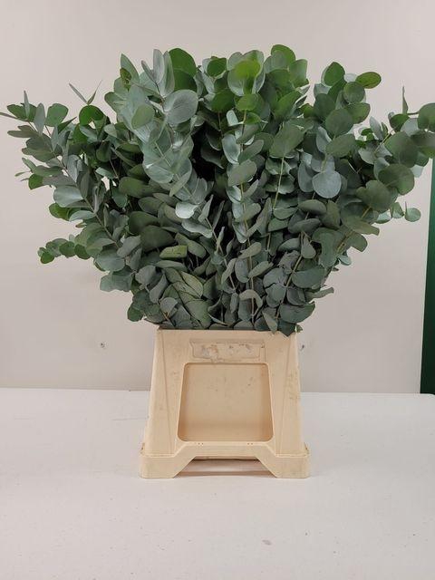 <h4>Euca Cinerea</h4>