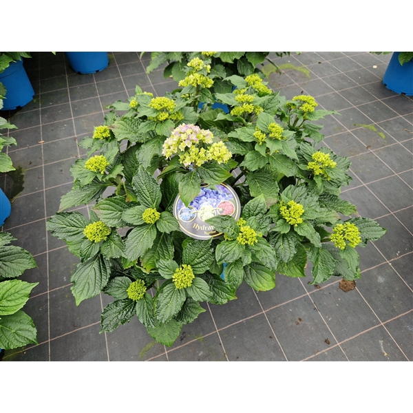 Hydrangea You & Me Forever Blue double flowers 33cm