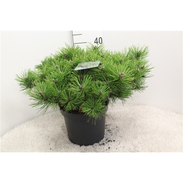 <h4>Pinus densiflora 'Jane Kluis' P26 potgekweekt</h4>