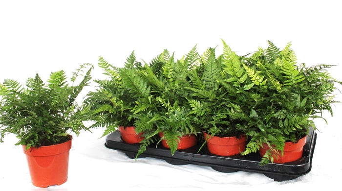 <h4>ATHYRIUM OV</h4>