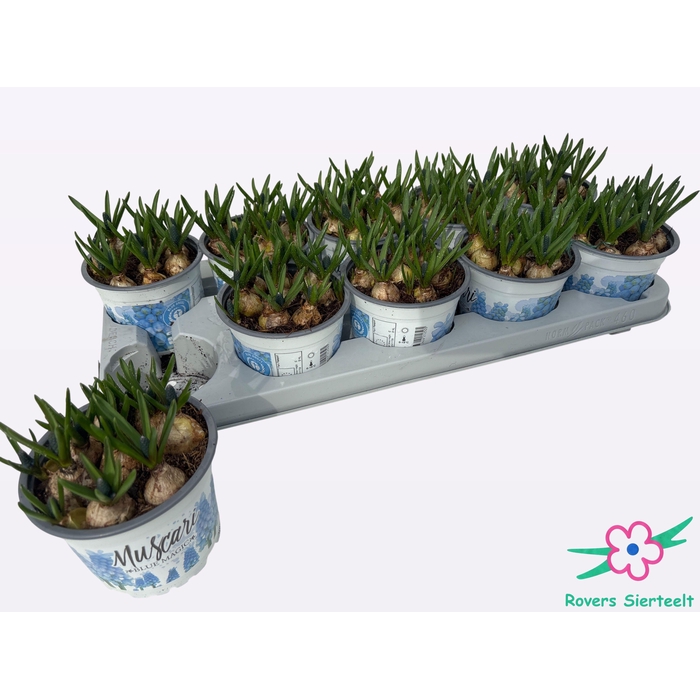 <h4>MUSCAR BLUE MAGIC</h4>