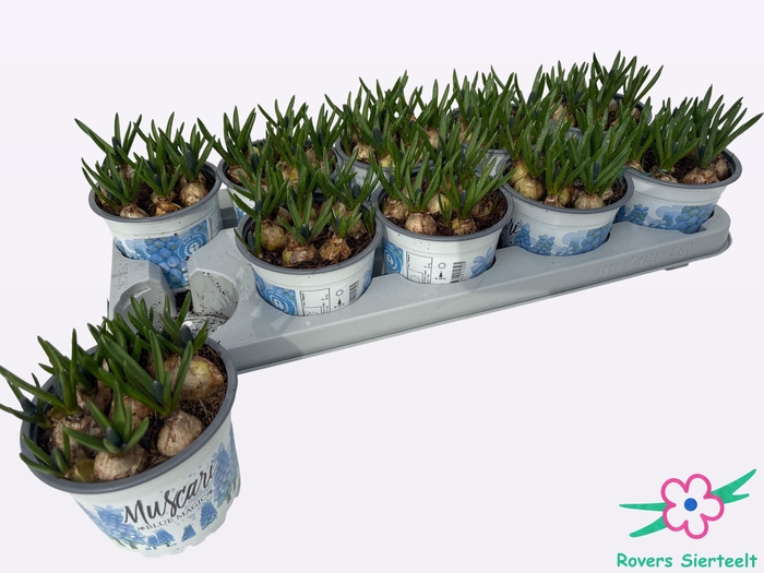 <h4>MUSCAR BLUE MAGIC</h4>