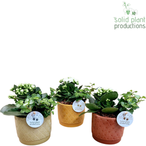 Opm Sp NV001 Ariël Navy Kalanchoë Hedera