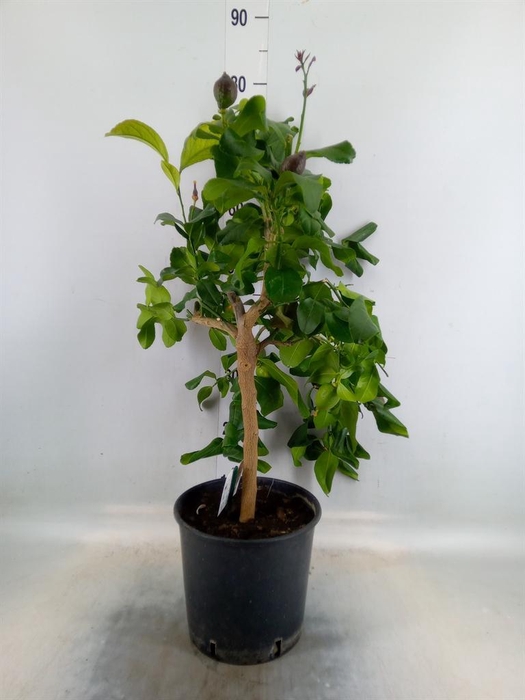 <h4>Citrus   ...</h4>