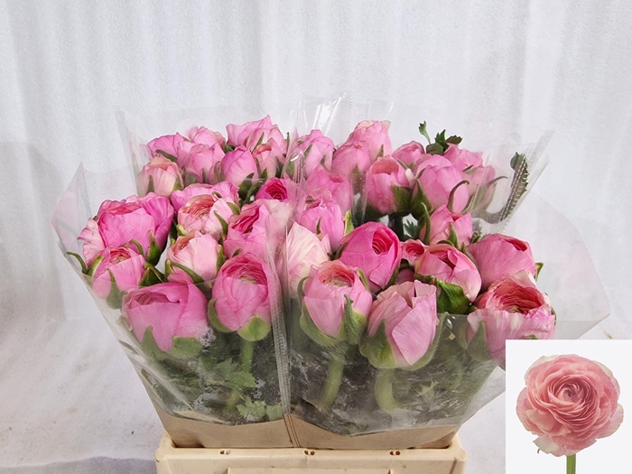 <h4>RAN REAL LOREN</h4>