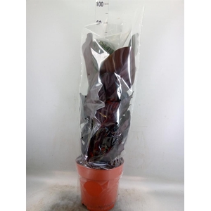Calathea sanderiana