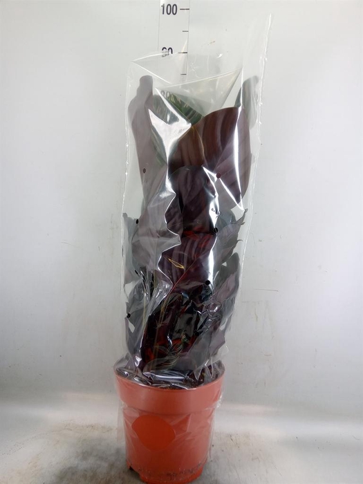 <h4>Calathea sanderiana</h4>