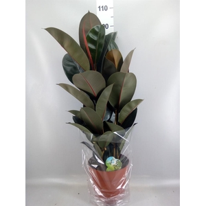 Ficus elastica 'Abidjan'