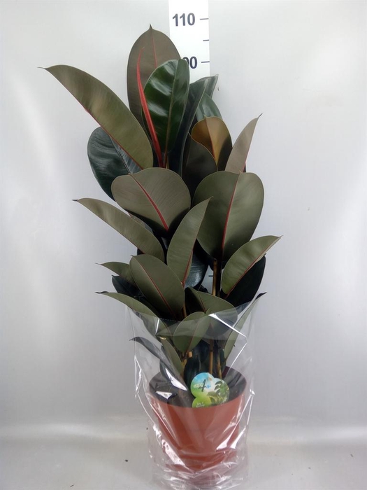 <h4>Ficus elastica 'Abidjan'</h4>