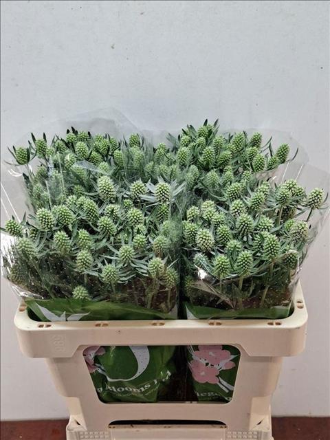 <h4>Eryngium planum 'White Glitter'</h4>