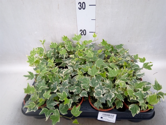 <h4>Hedera helix 'Eva'</h4>