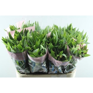 Alstr Elegance (l.rose)