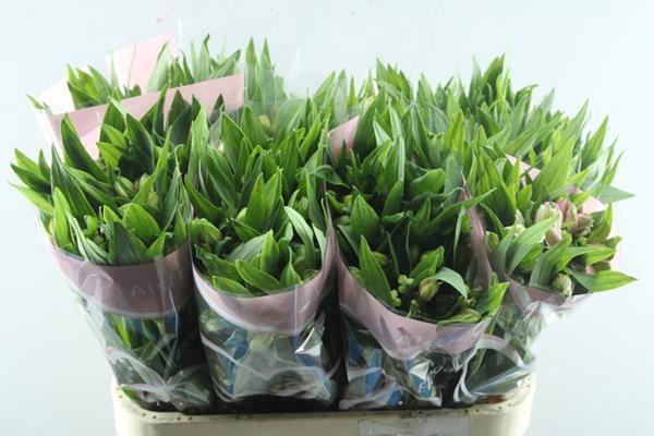 <h4>Alstr Elegance (l.rose)</h4>