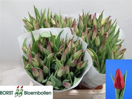 <h4>Tu En Strong Love</h4>