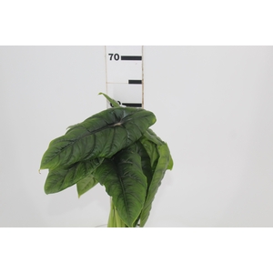 FOLHAGEM ALOCASIA BORNEENSIS 040 CM
